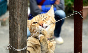 Cat on the wire